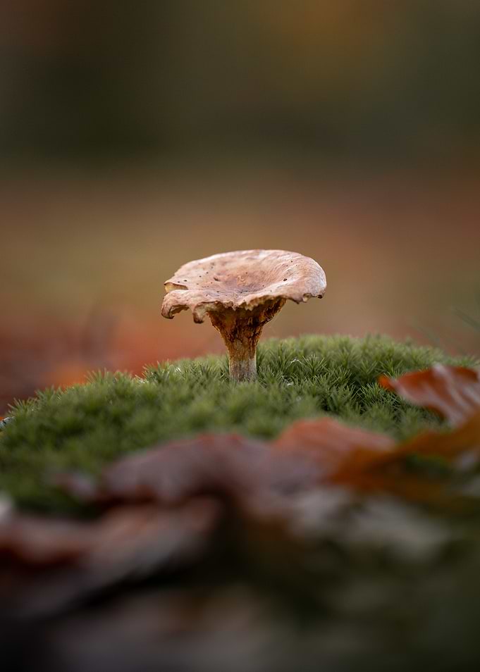 Mushroom on mossy ground
