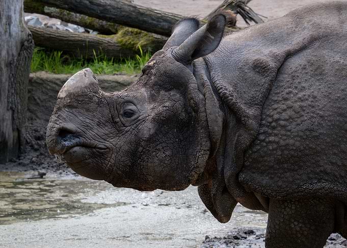 Rhino Portrait