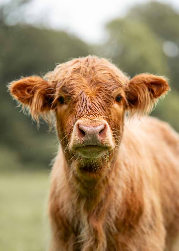 Rain‑Kissed Highlander