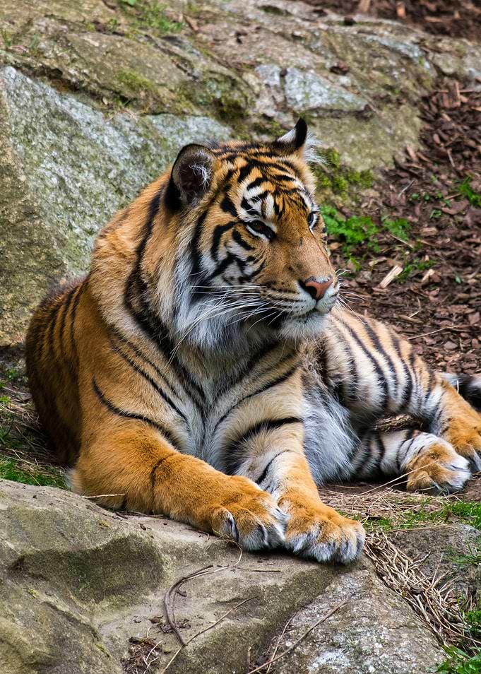 Silent Predator