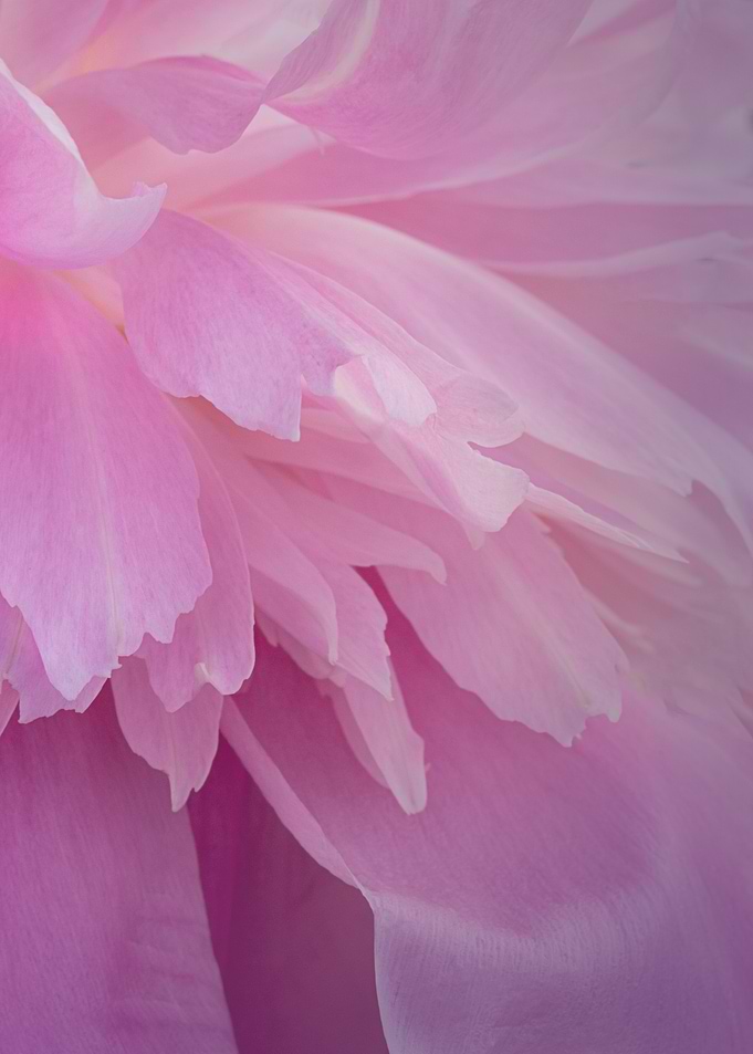 Close-up of Pink Petals