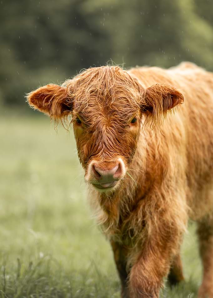 Young wet Highland Cow in Rain