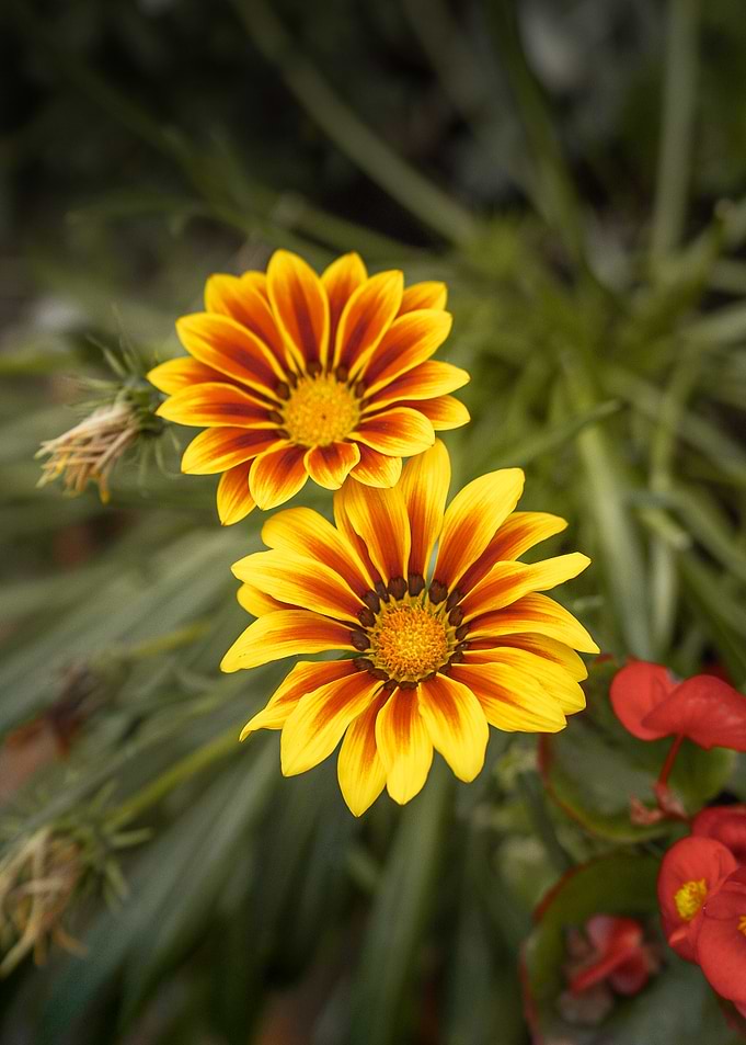 Twin Gazanias in Golden Bloom