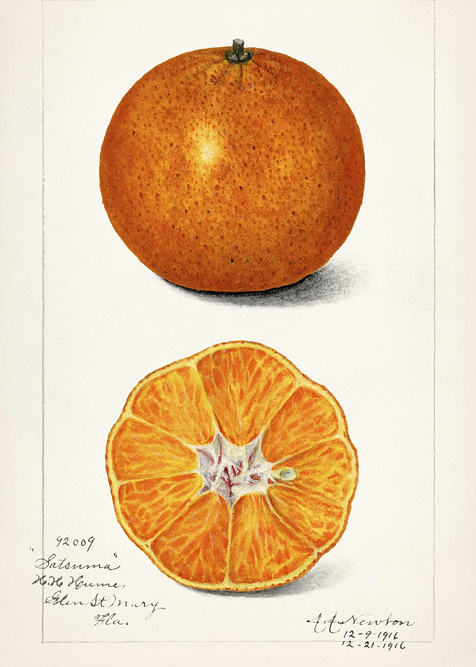 Satsuma Orange Illustration