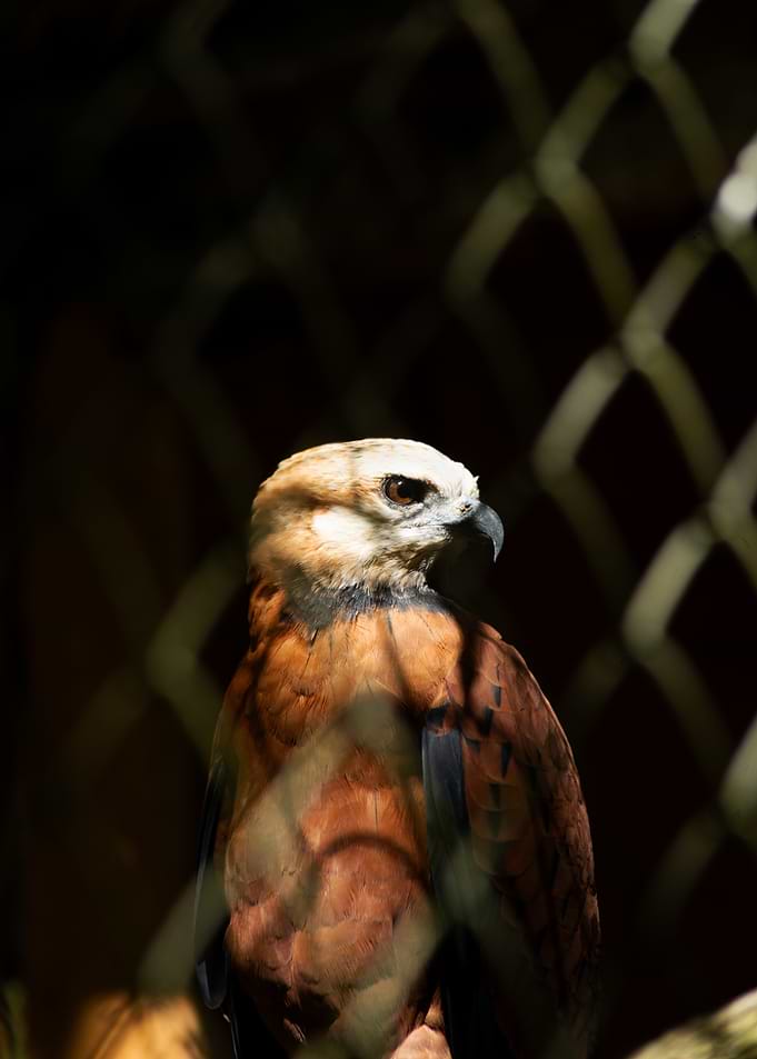 Hawk behind a fence