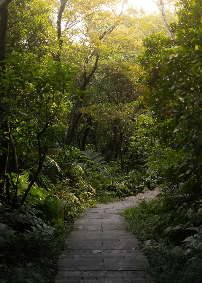 Stone steps winding through a lush forest