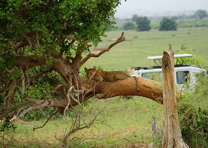 Lion Cub Resting in the Wild | African Safari
