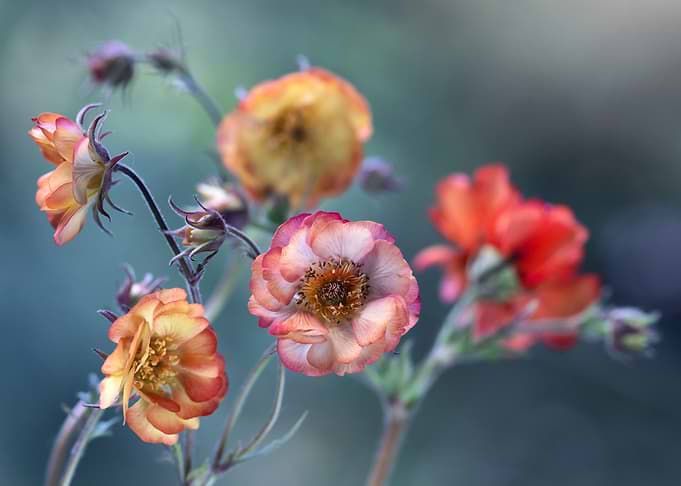 Geum flowers in bloom