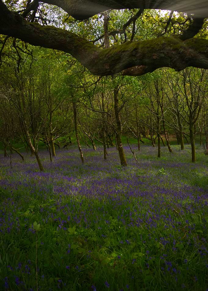 the blue bells of Scotland