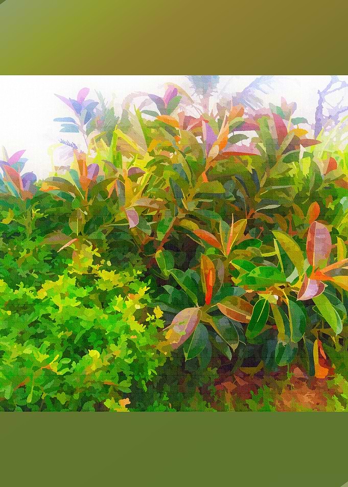 Vibrant Foliage with Colorful Leaves