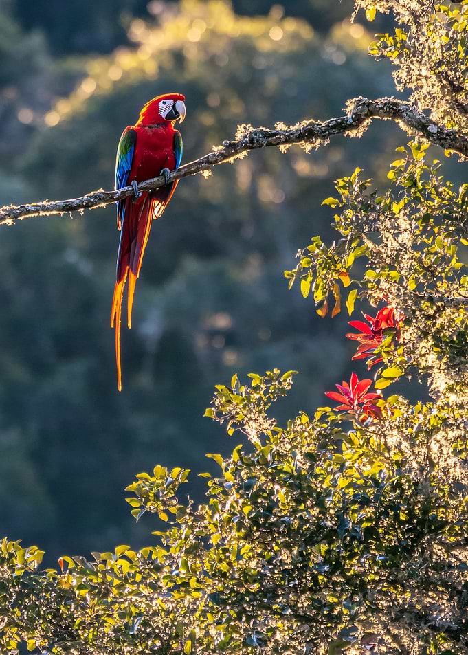 Scarlet Macaw on a Branch