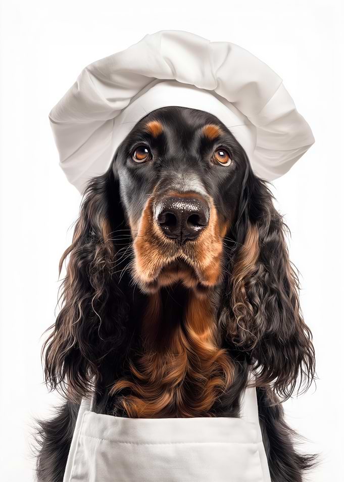 Gordon Setter Chef Dog in Uniform