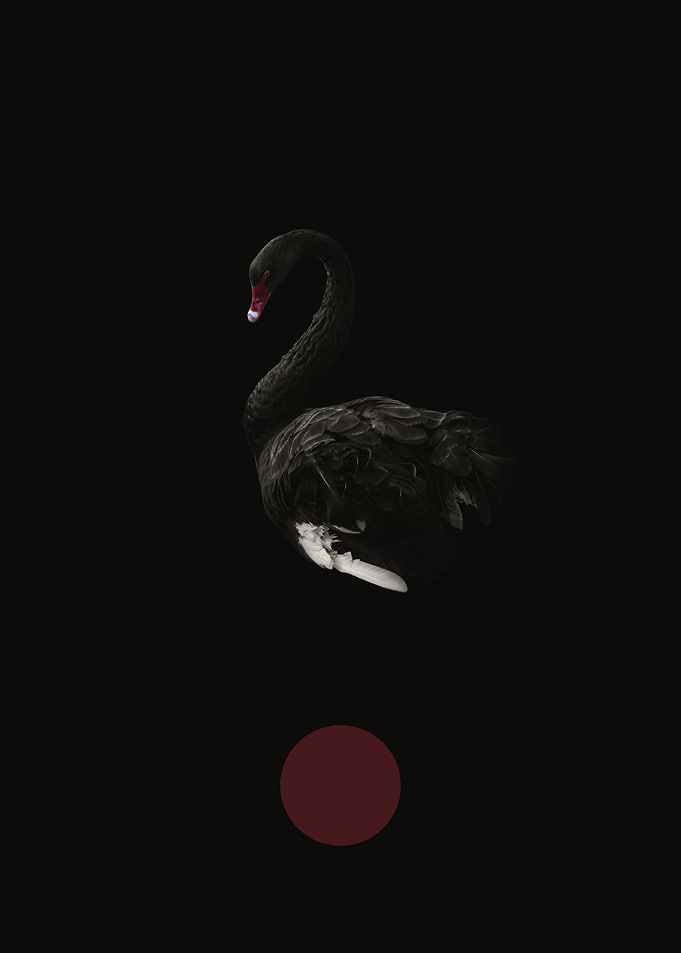 The Question | Black Swan Minimalist Art