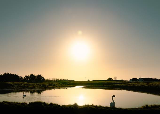 Coucher de soleil illuminant les cygnes