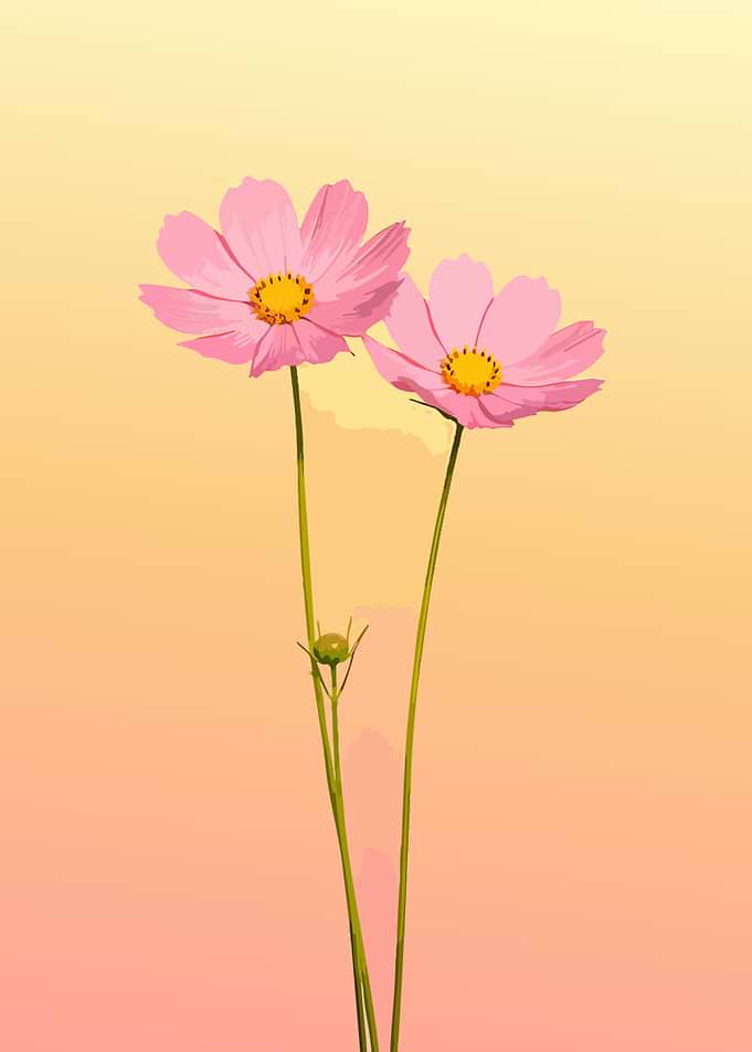 Two Pink Cosmos Flowers
