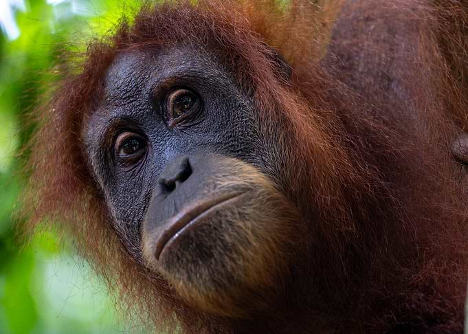 Close-up of an orangutan's face