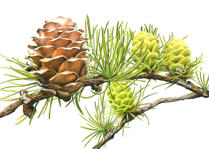 Larch Branch with Cones