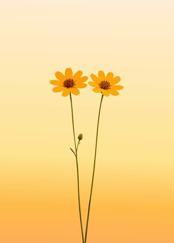 Two Yellow Flowers with Bud
