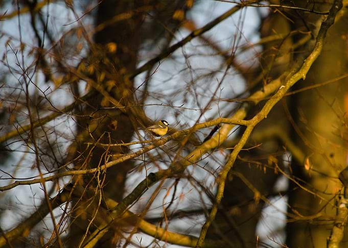Tit (small bird) perched on a tree branch