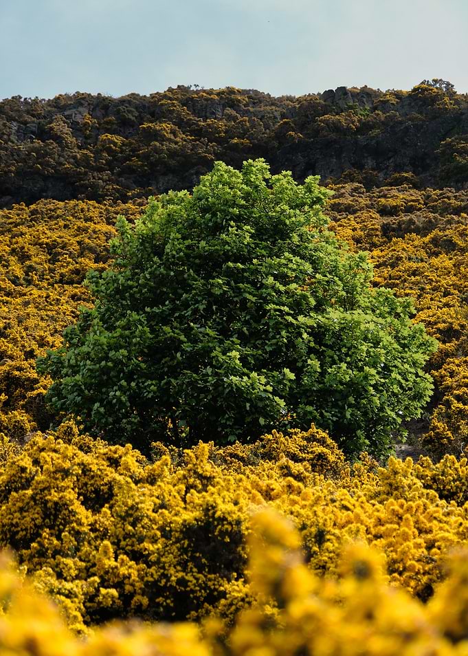 Green Tree Amidst Yellow Gorse on Arthur's Seat