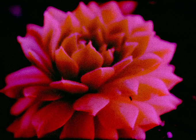 Close-up of a Succulent Plant