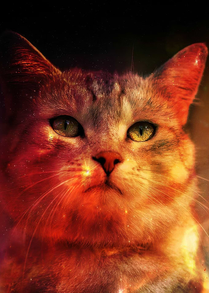 Cosmic Cat Portrait