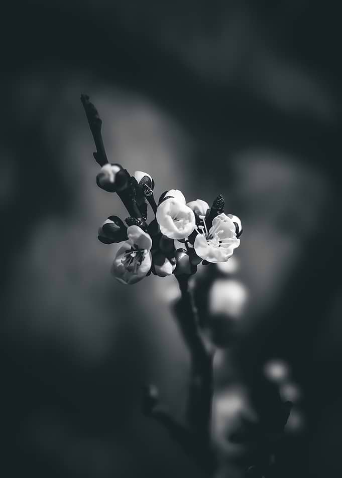 Black and White apricot Blossoms