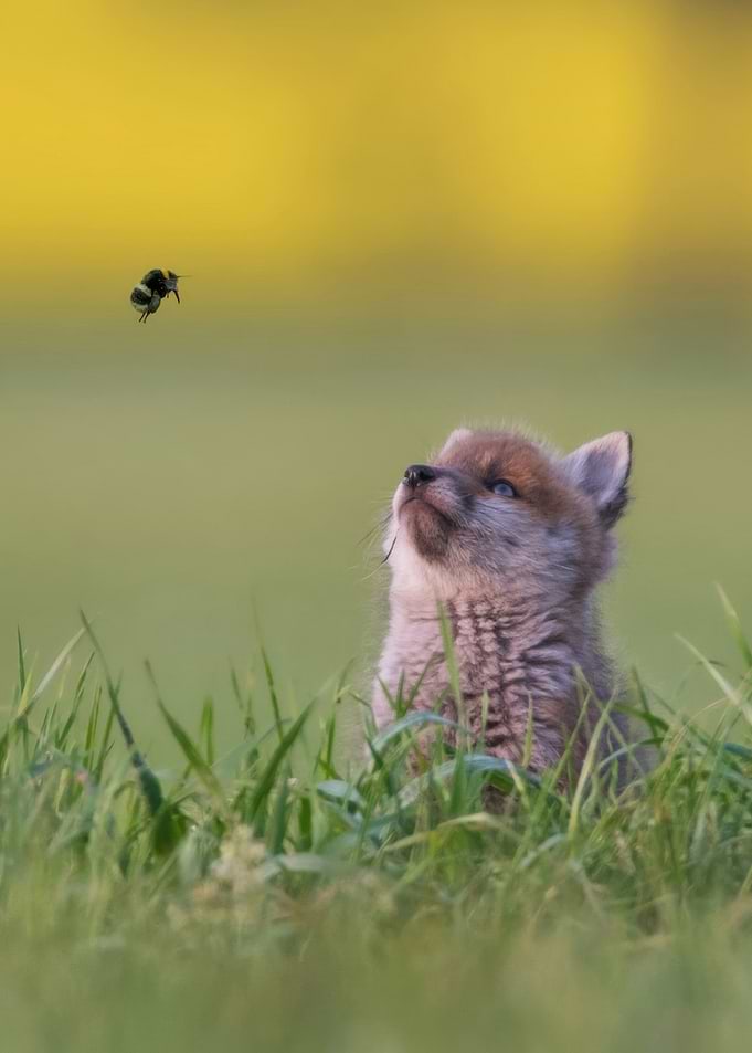 Fox cub and bumblebee in field