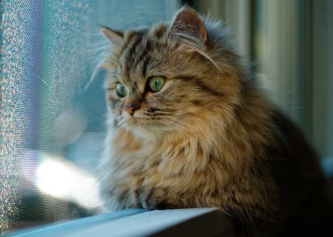 Fluffy Cat Looking Out Window