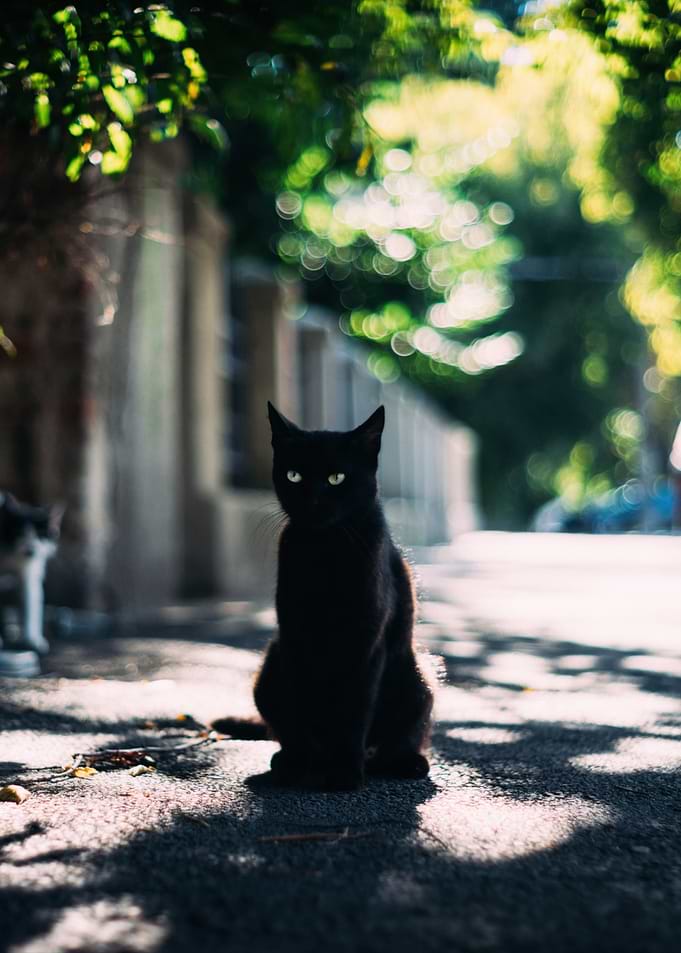 Black cat sitting on asphalt