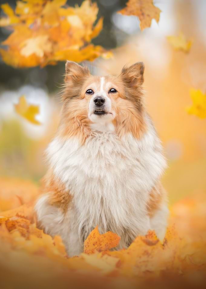 Shetland Sheepdog in Autumn Leaves