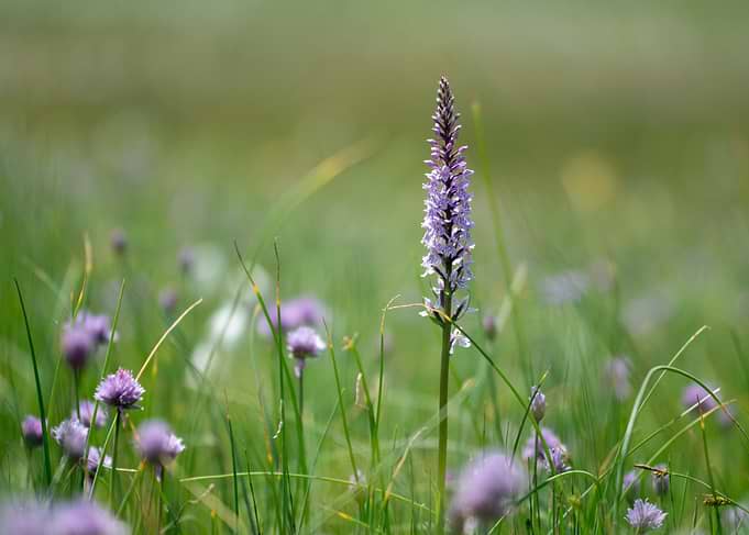 Purple Orchid in a Grassy Field