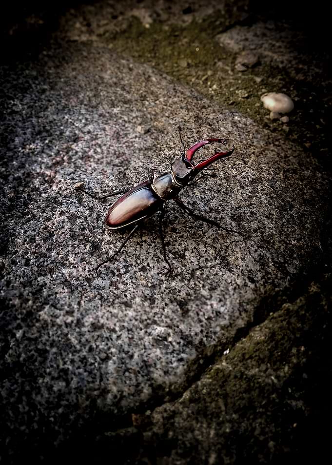 Stag Beetle on Stone