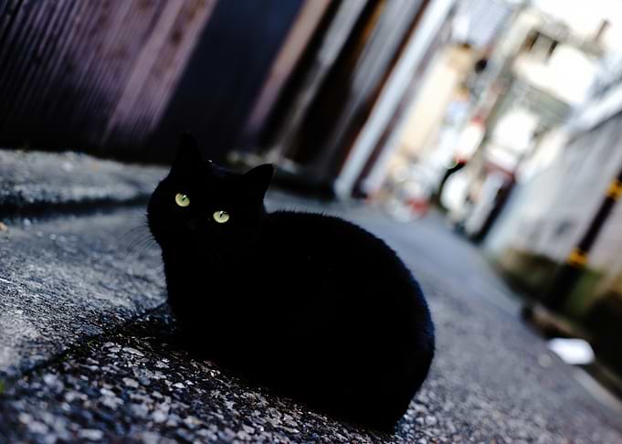 Black cat in an alley