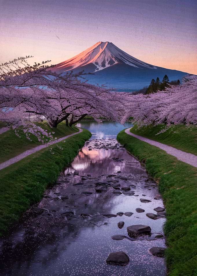 Mount Fuji with Cherry Blossoms