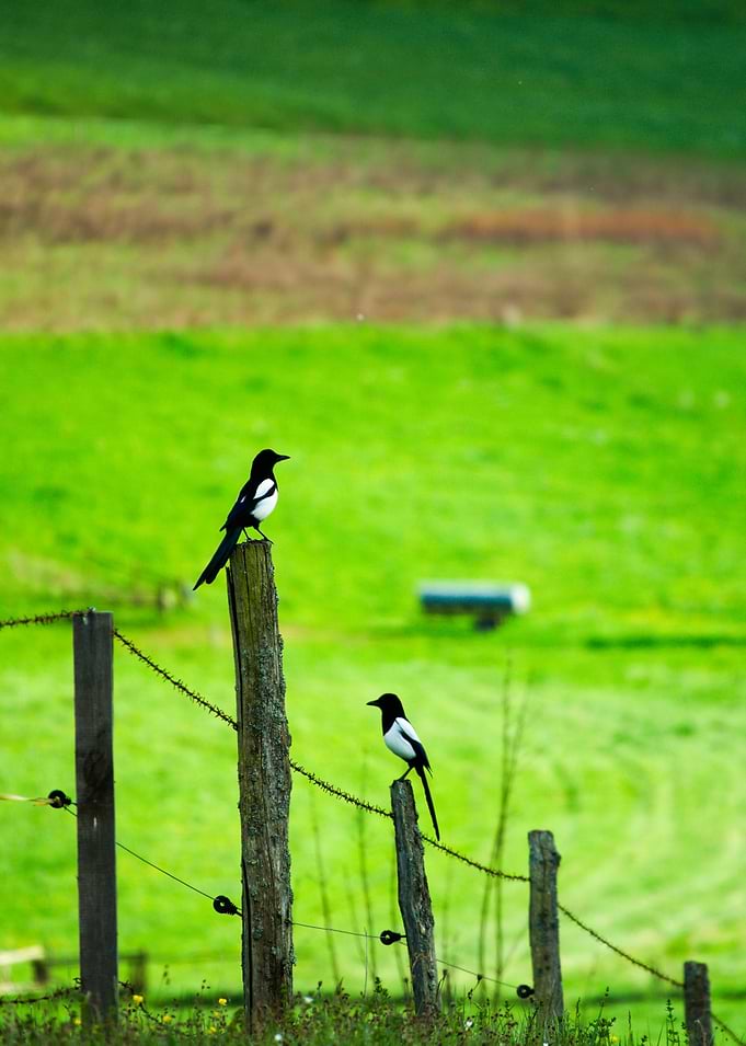 Two Magpies on a Fence Post