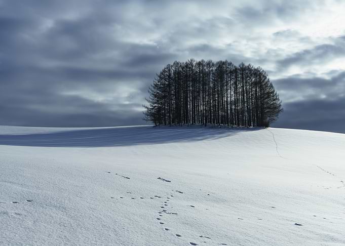 Mild seven tree Winter Landscape in Biei (Hokkaido) with Footprints