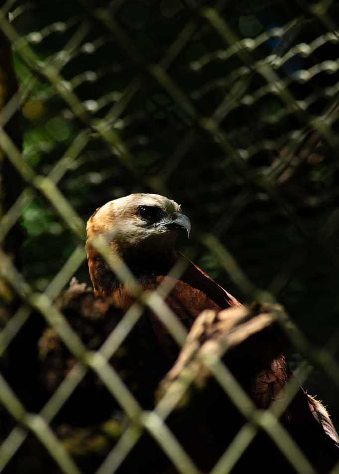 Eagle behind a fence