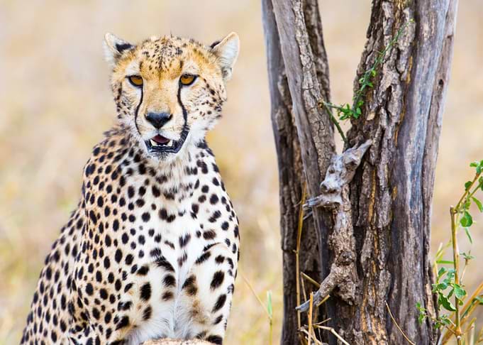 Cheetah sitting by a tree