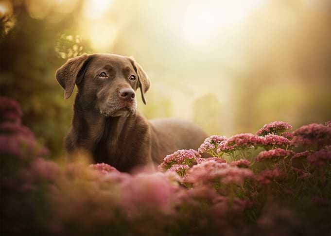 Chocolate Labrador in Flowers
