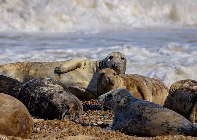 Norfolk Seal Family | Coastal Wildlife Photography