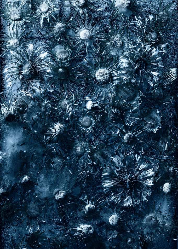 Frozen Flowers in Ice