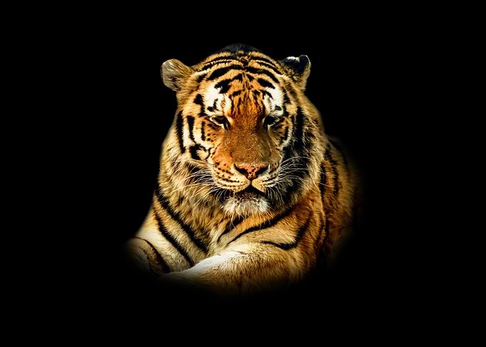 Tiger with Closed Eyes