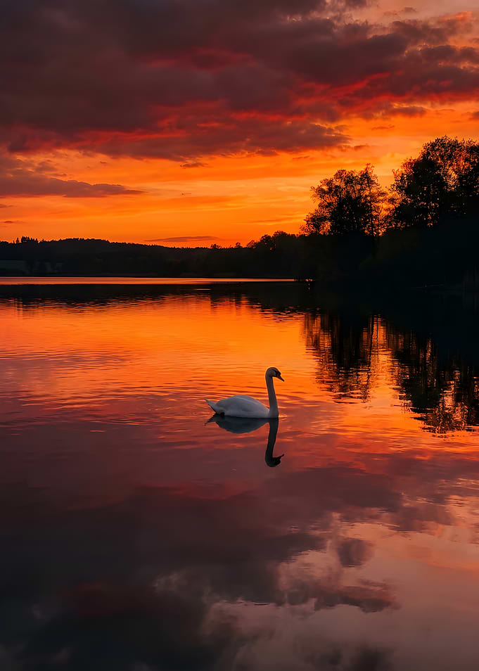 Swan on a lake at sunset