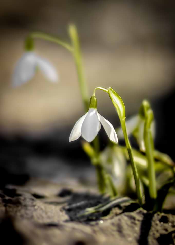 Delicate Snowdrop Flowers in Bloom