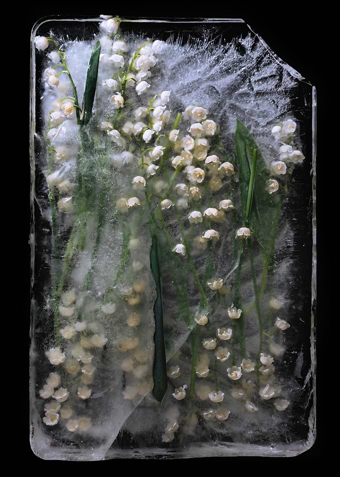 Lily of the Valley Frozen in Ice