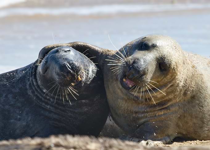 Grey Seals of Norfolk | Coastal Wildlife Photography