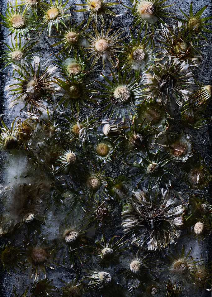 Frozen Flowers in Ice