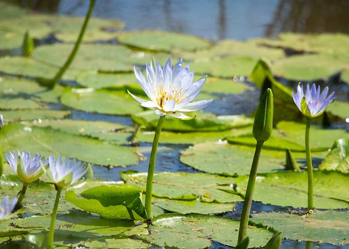 Water Lilies in a Pond
