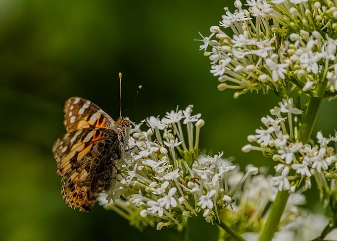 Painted Lady Butterfly on White Flowers